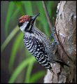 _6SB0831 ladder-backed woodpecker